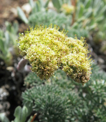 Lomatium foeniculaceum macdougalii