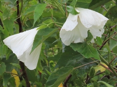 Hibiscus lasiocarpos