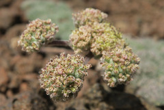 Lomatium foeniculaceum macdougalii