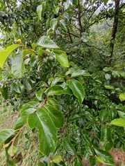 Alniphyllum fortunei