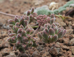 Lomatium ravenii paiutense