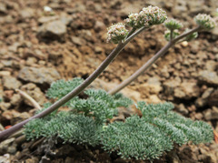 Lomatium ravenii paiutense