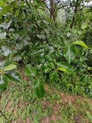 Alniphyllum fortunei