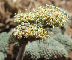 Lomatium ravenii paiutense
