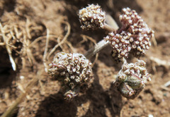 Lomatium ravenii paiutense