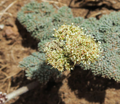 Lomatium ravenii paiutense