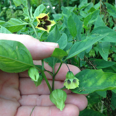 Physalis longifolia subglabrata