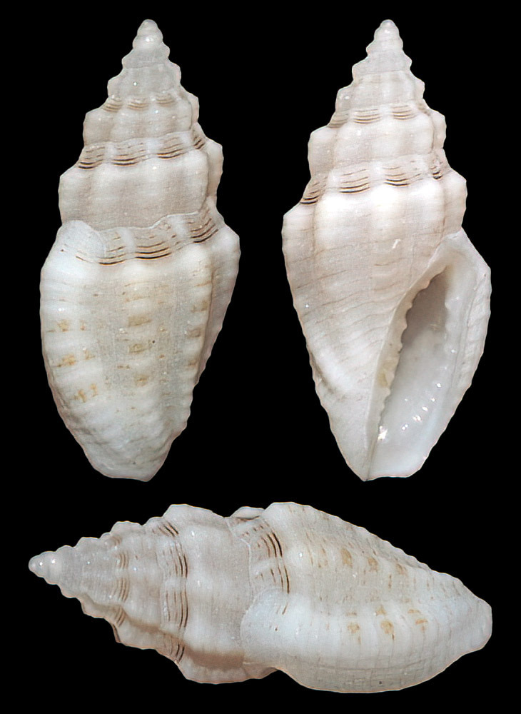 Eucithara capillata
