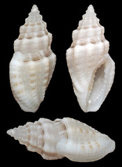 Eucithara capillata