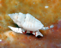 Eucithara capillata