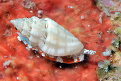 Eucithara capillata
