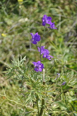 Delphinium consolida paniculatum