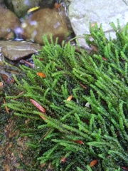 Hygrohypnella ochracea