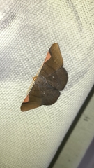 Sphacelodes vulneraria