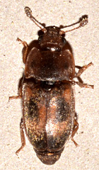 Epuraea corticina