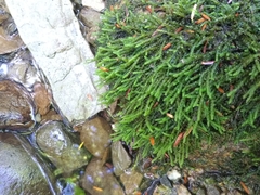 Hygrohypnella ochracea