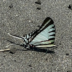 Neographium agesilaus