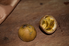 Posoqueria latifolia