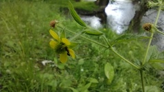 Geum × macneillii