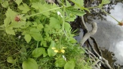 Geum × macneillii