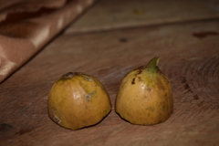 Posoqueria latifolia