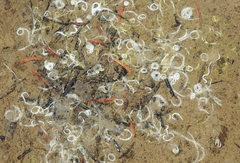 Tubulanus