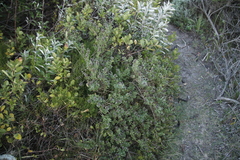 Psoralea bracteolata