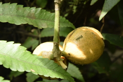Posoqueria latifolia