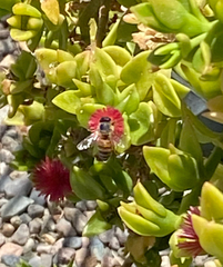 Apis mellifera
