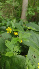 Geum × macneillii