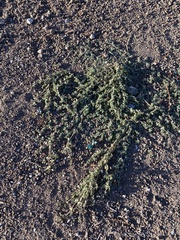 Euphorbia serpens