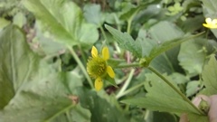 Geum × macneillii