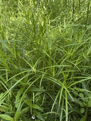 Scirpus polyphyllus
