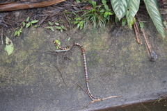 Pliocercus elapoides