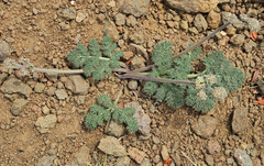 Lomatium ravenii paiutense