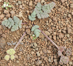 Lomatium ravenii paiutense
