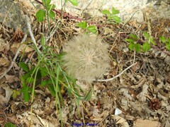 Tragopogon crocifolius