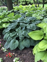 Hosta sieboldiana