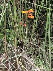 Epidendrum radicans