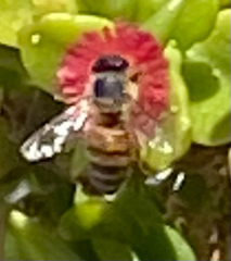 Apis mellifera