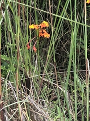 Epidendrum radicans