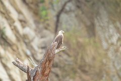 Haliaeetus leucoryphus