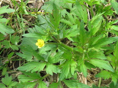Ranunculus pensylvanicus