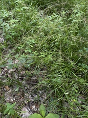 Poa sylvestris