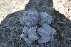 Astrophytum myriostigma