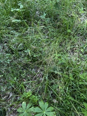 Poa sylvestris