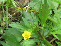 Ranunculus pensylvanicus