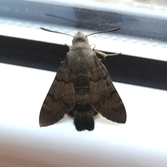 Macroglossum stellatarum