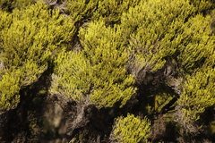Erica tristis