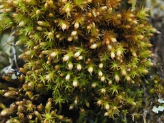 Orthotrichum stramineum